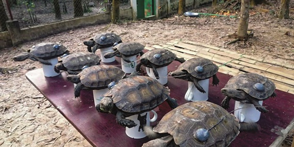 Diakritisch winnen Dronken worden Natuurbehoud in Bangladesh: herintroductie bedreigde landschildpadden |  Burgers' Zoo in Arnhem
