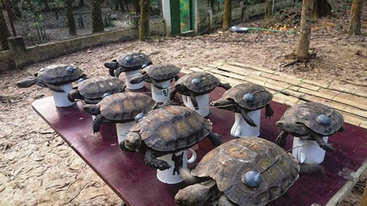 Natuurbehoud in Bangladesh: herintroductie bedreigde landschildpadden