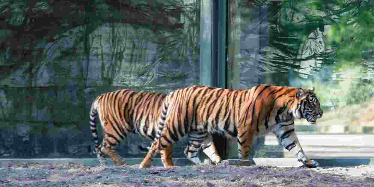De Sumatraanse tijger is terug!