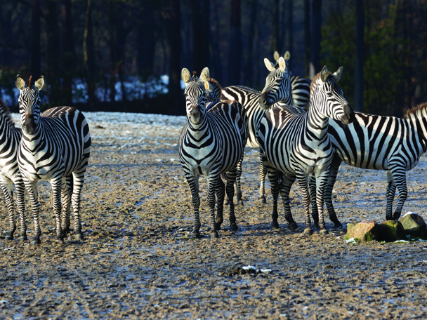 Veranderingen bij de zebra’s