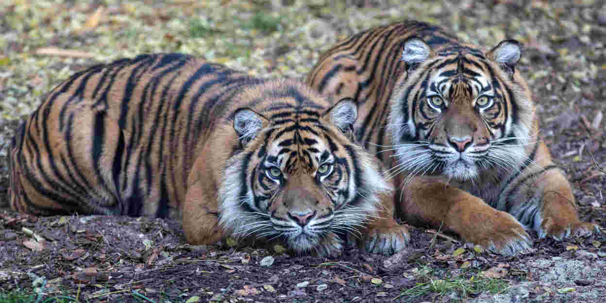 Dierentuinen en natuurbehoud