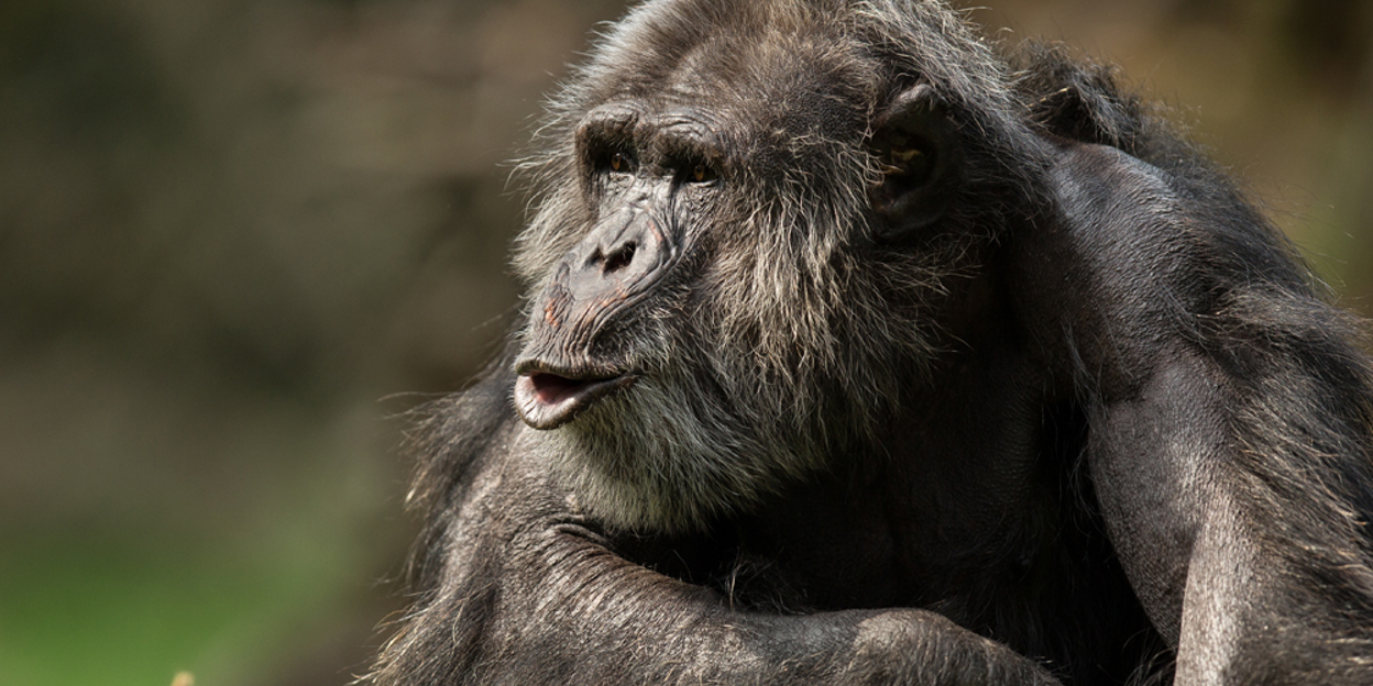Chimpanseemannetjes onder elkaar