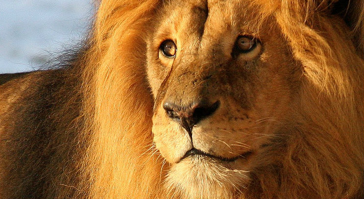 Al meer dan 1000 leeuwen | Burgers' Zoo in Arnhem