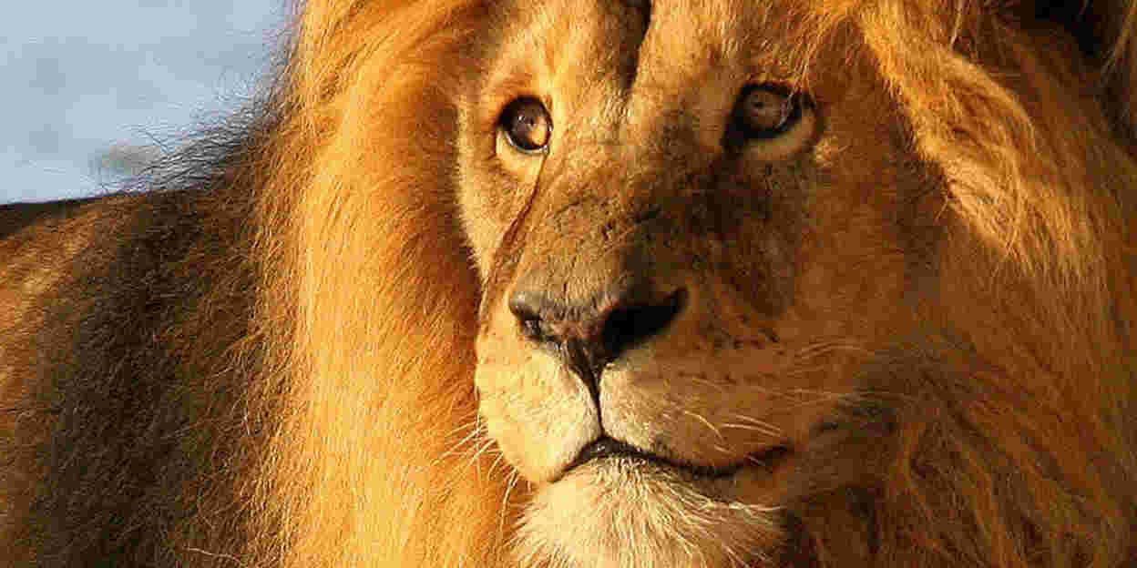 Al meer dan 1000 leeuwen | Burgers' Zoo in Arnhem