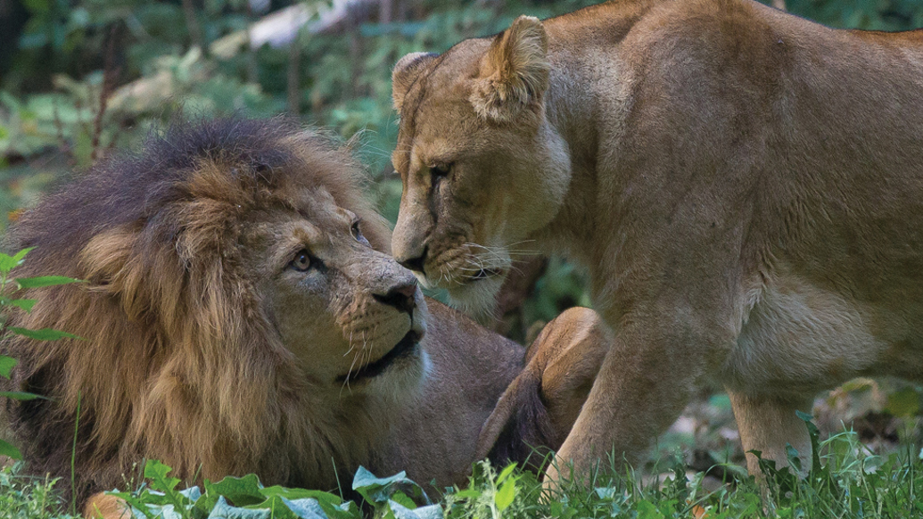 Handopfok bij leeuwen