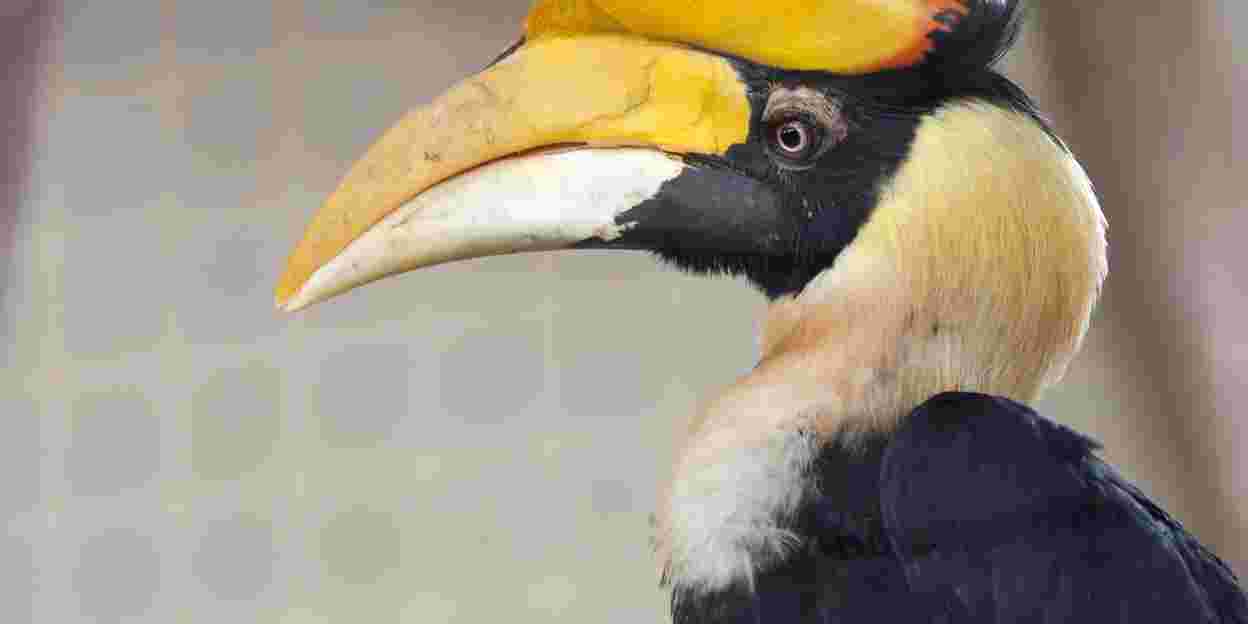 Dubbele neushoornvogels: succes of niet?