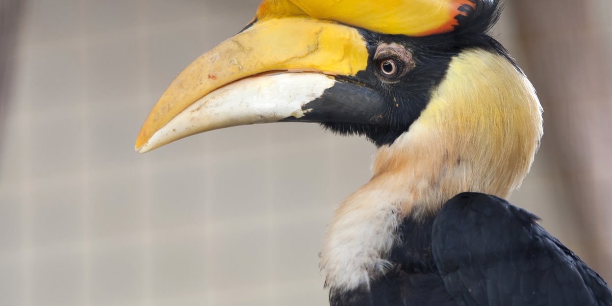 Dubbele neushoornvogels: succes of niet?