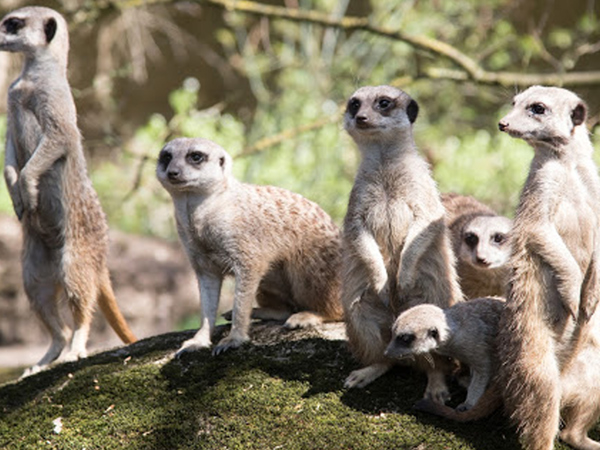 0daf8b9b-838d-45da-9947-9683a21ffed4