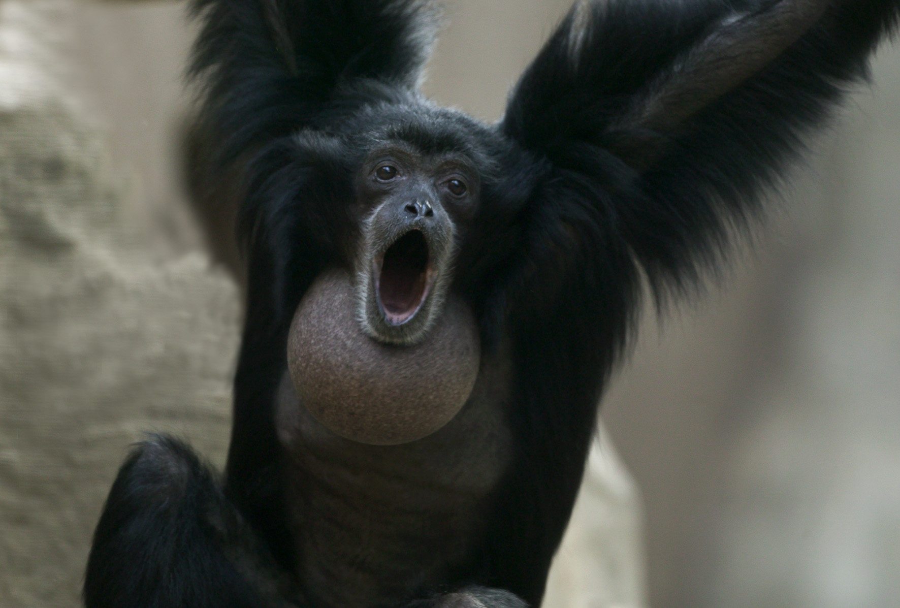 Zingende apen | Burgers' Zoo in Arnhem