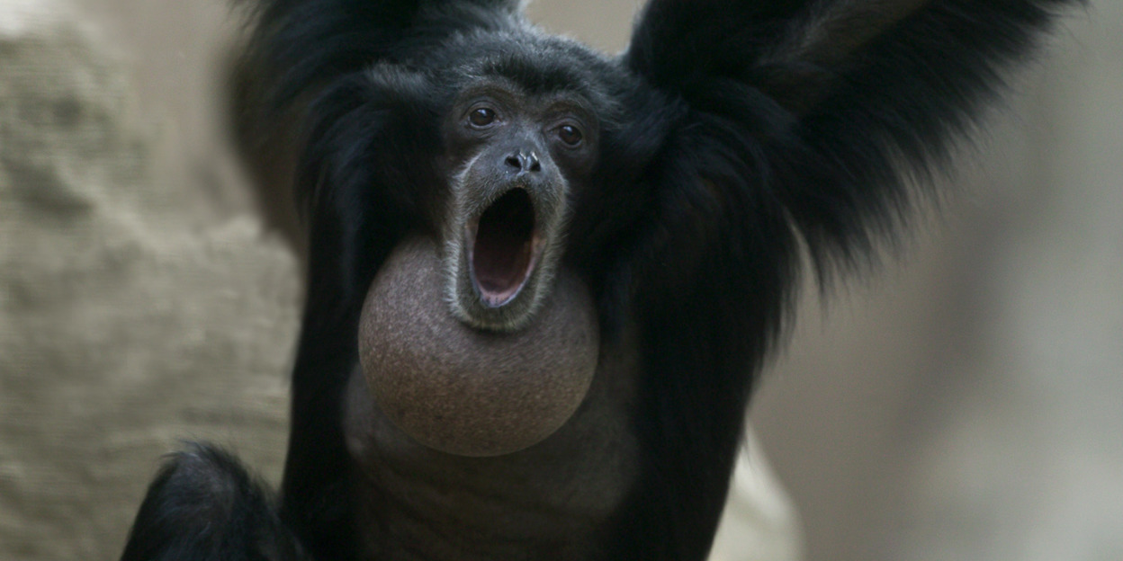 Zingende apen | Burgers' Zoo in Arnhem