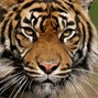 Lees meer over: Sumatraanse tijger