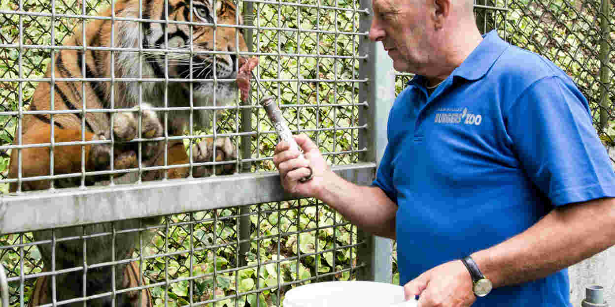 Hoe word je een dierenverzorger?
