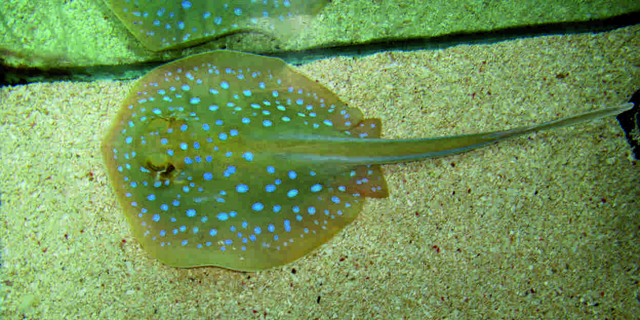 Blauwgevlekte pijlstaartrog
