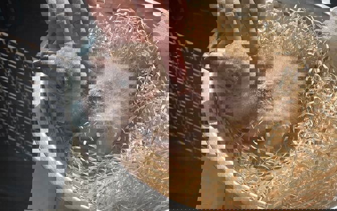 Monniksgieren druk in de weer als ‘foster parents’