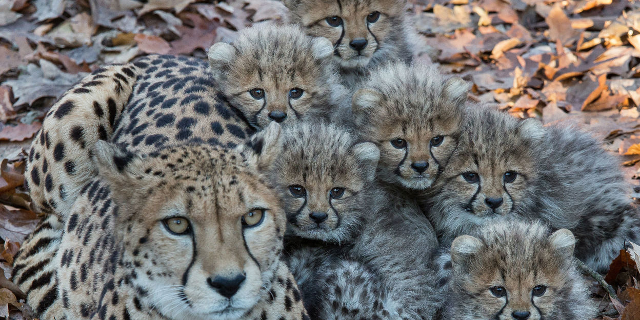 Burgers’ Zoo kijkt tevreden terug op 2016: ruim 1 miljoen bezoekers
