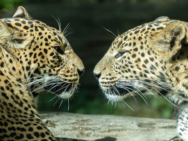 📅14 maa - Planning introductie