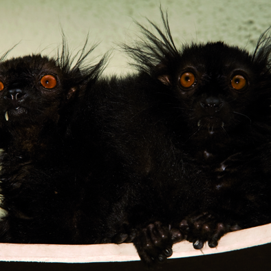 Over de voortplanting