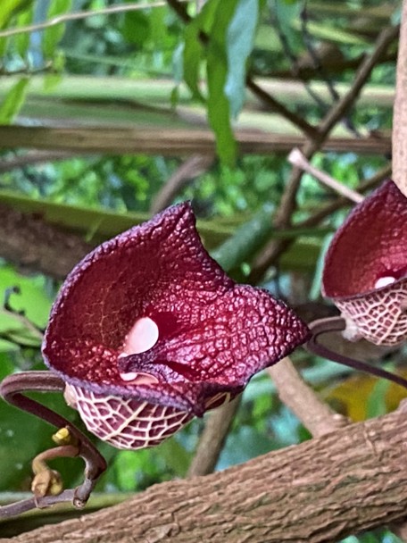 Bijzondere aanpassing aan de leefomgeving