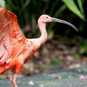 Rode ibis