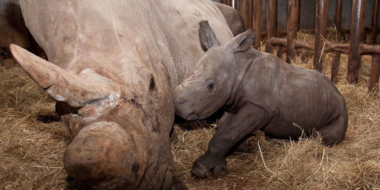 Duitse experts ontdekken dracht neushoorn