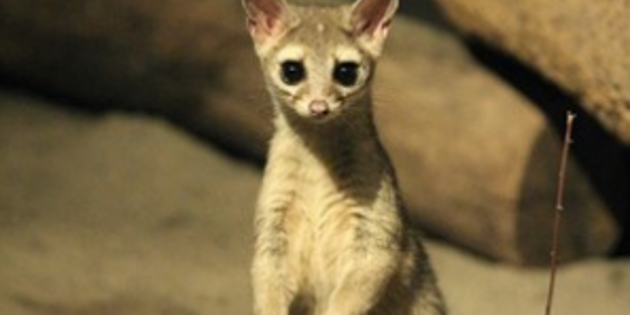 Volledige Europese populatie katfretten in Burgers' Zoo