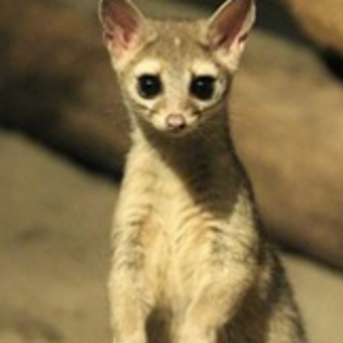 Bijzonder! Drie Noord-Amerikaanse katfretten geboren