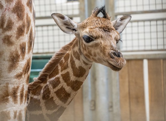 Giraffe krijgt eerste jong