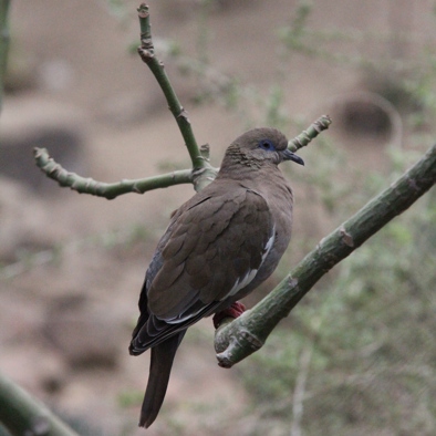 Bedreiging en bescherming