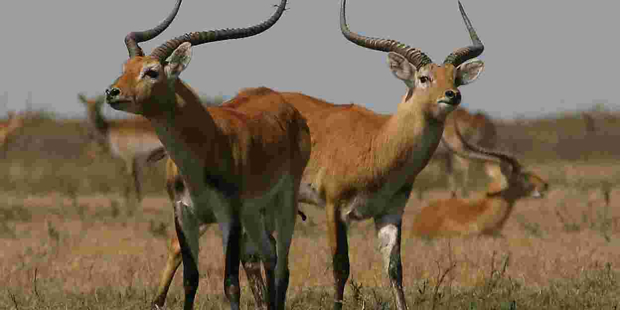 Natuurbescherming in de Kafue Flats in Zambia