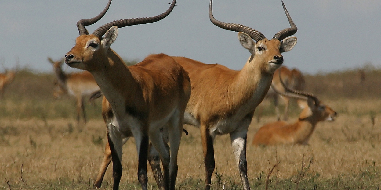 Natuurbescherming in de Kafue Flats in Zambia