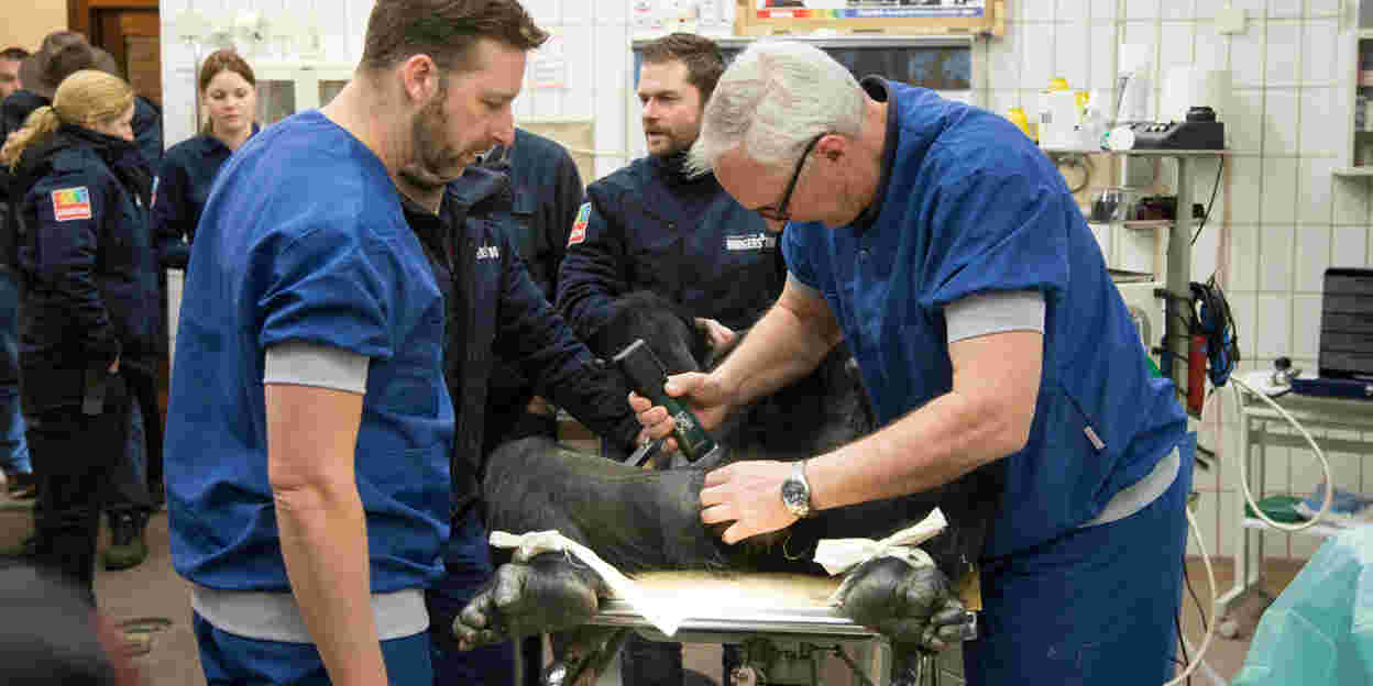 Operatie moet chimpanseeman weer vruchtbaar maken