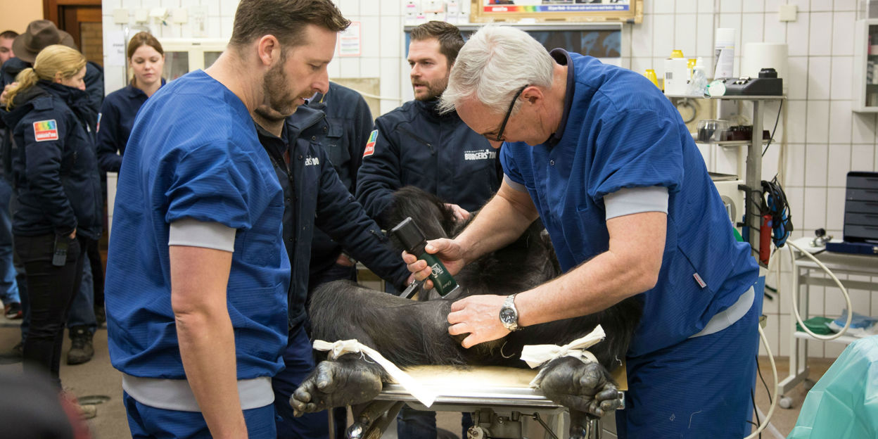 Operatie moet chimpanseeman weer vruchtbaar maken
