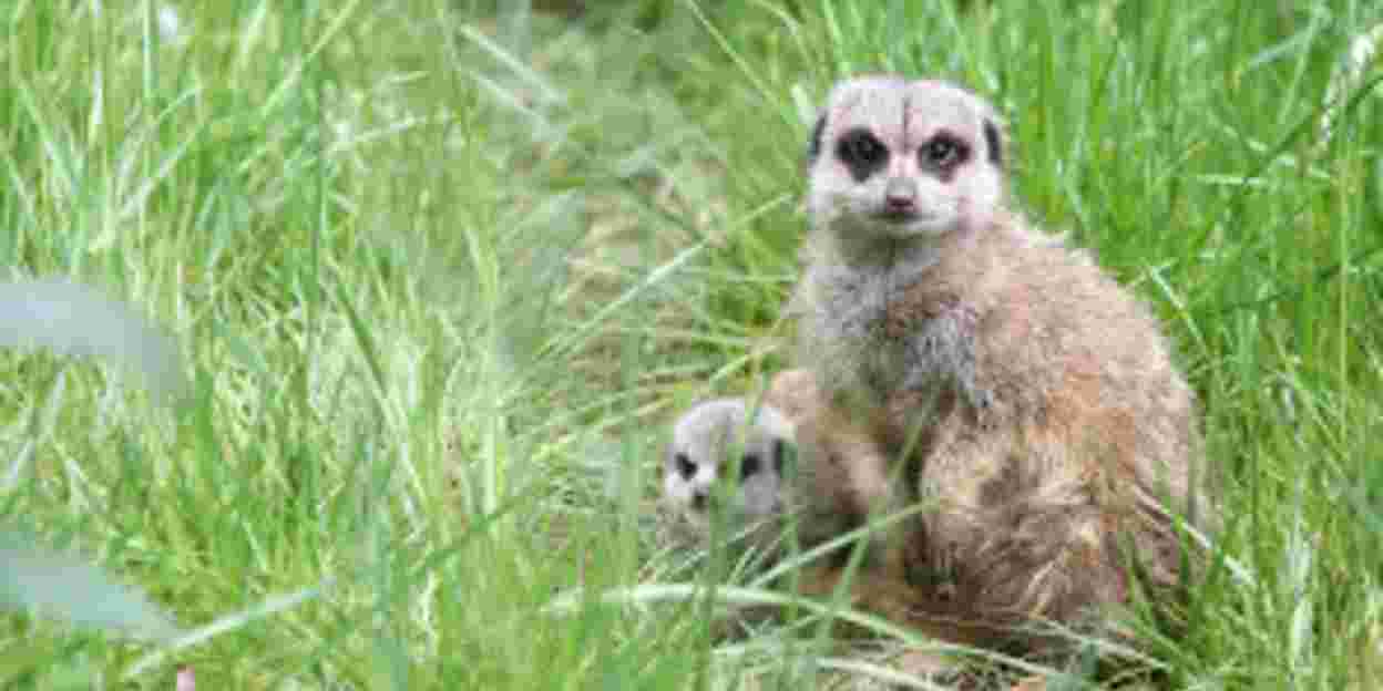 Dieren blijken efficiënte managers en boekhouders