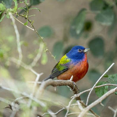 Over de voortplanting