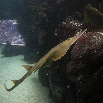 Bedreiging en bescherming