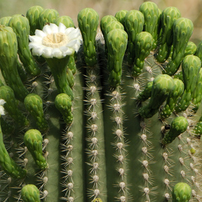 Saguaro cactus 