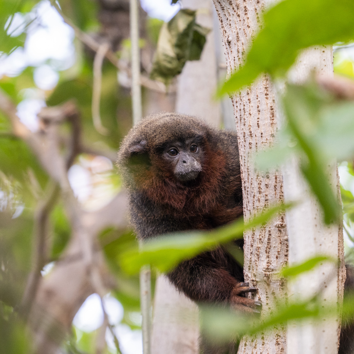 Apen lopen vrij tussen bezoekers
