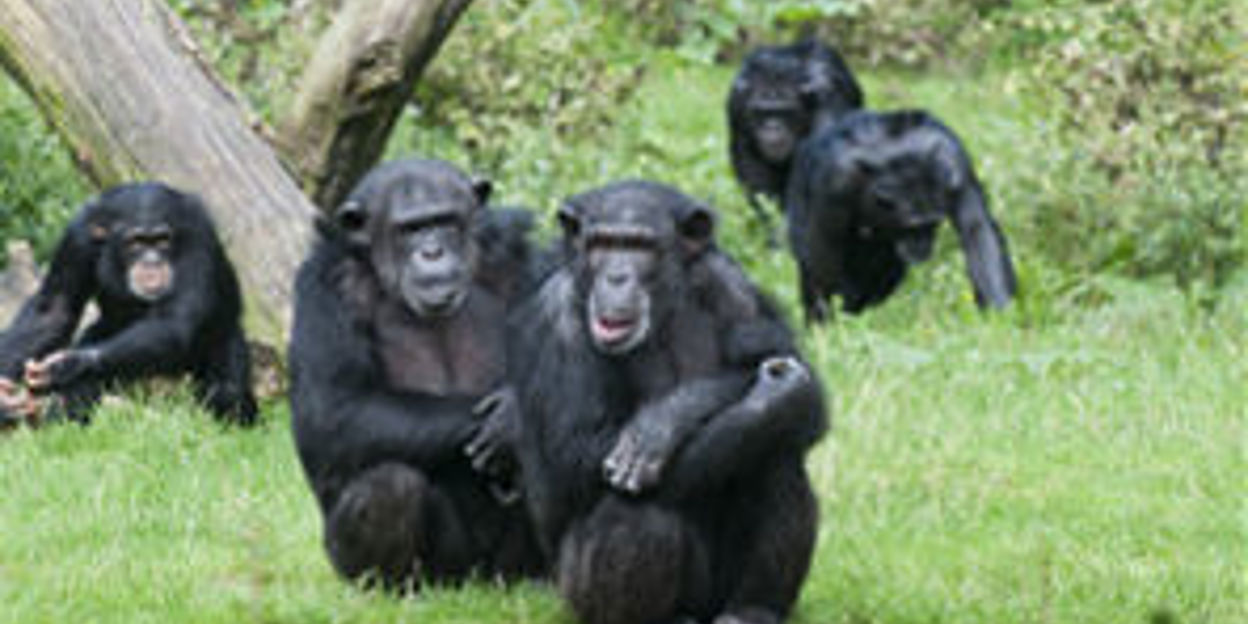 Burgers’ Zoo sterkste merkreputatie Nederlandse dierentuinen
