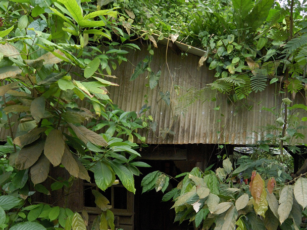 De cacaoboom in Burgers’ Bush