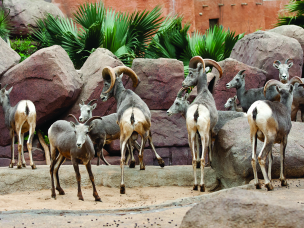 Dikhoornschapen naar Frankrijk