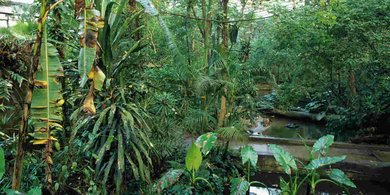 Tropisch klimaat in Arnhem