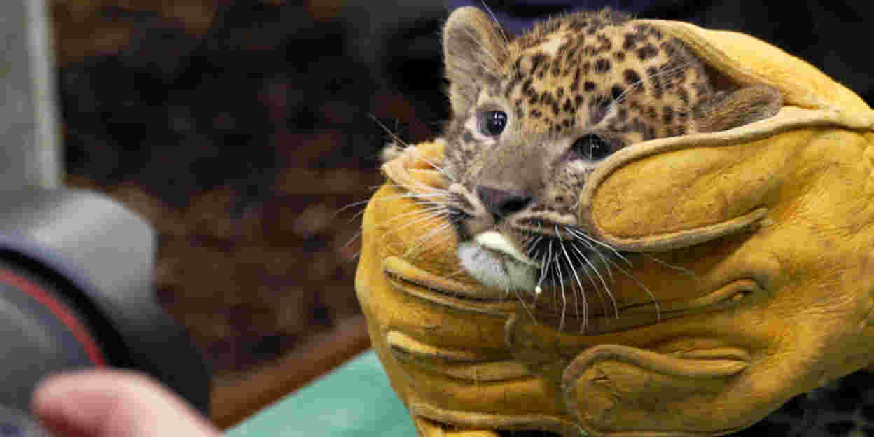 Sri Lanka panter welpje ingeënt