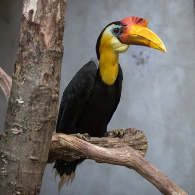 Over de voortplanting