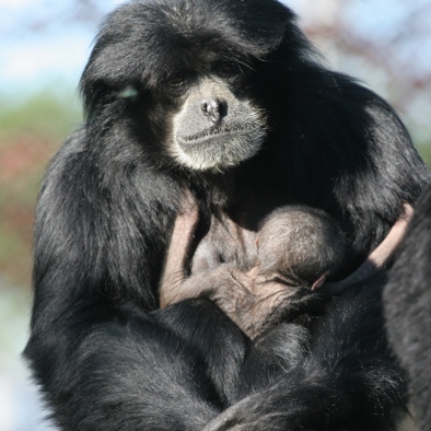 Bedreiging en bescherming