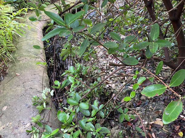 Bijzondere aanpassing aan de leefomgeving