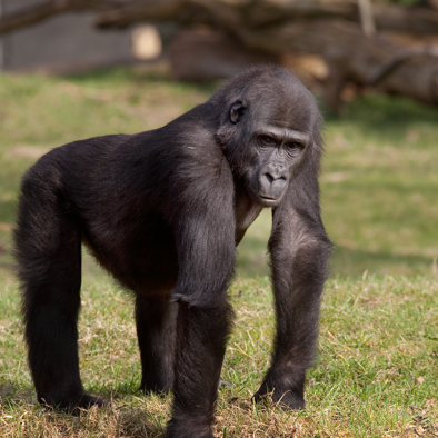 Bedreiging en bescherming