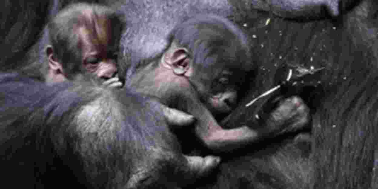 Zeldzame gorillatweeling ziet het levenslicht