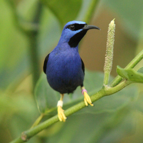 Purperen suikervogel