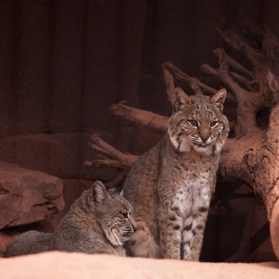 Over de voortplanting