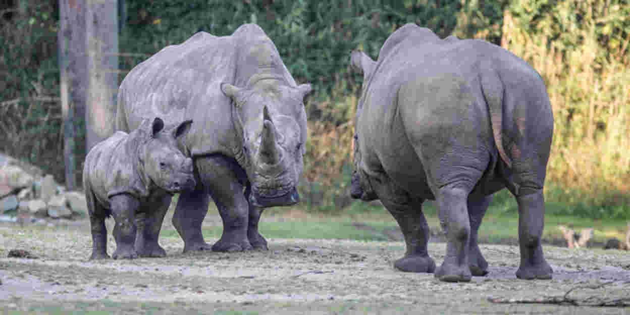 Rome verwelkomt jonge Arnhemse neushoorn